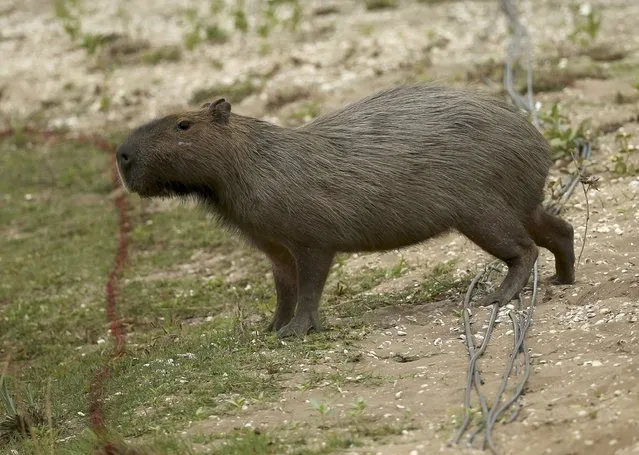 2016 Rio Olympics, Golf, Preliminary, Training session, Olympic Golf Course, Rio de Janeiro, Brazil on August 8, 2016. A capybara stands near the third hole on the Olympic Golf Course during a training session. (Photo by Andrew Boyers/Reuters)