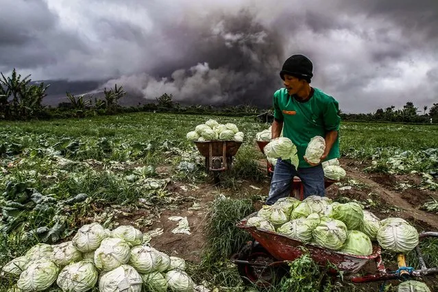 An Indonesian farmer harvests his cabbages during the eruption of Mount Sinabung volcano in Karo in North Sumatra on November 4, 2017. Sinabung roared back to life in 2010 for the first time in 400 years. After another period of inactivity it erupted once more in 2013, and has remained highly active since. (Photo by Ivan Damanik/AFP Photo)