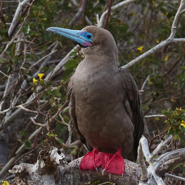 Red-Footed Booby