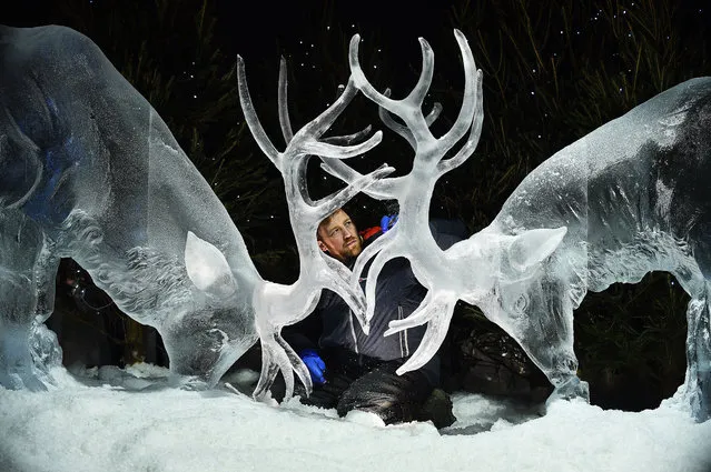 Ice sculptor Darren Jackson puts the finishing touches to an ice sculpture of two stags, which makes up part of a forthcoming exhibition, “The Ice Adventure: A Journey Through Frozen Scotland”, in Edinburgh, Scotland on November 14, 2017. (Photo by Andy Buchanan/AFP Photo)