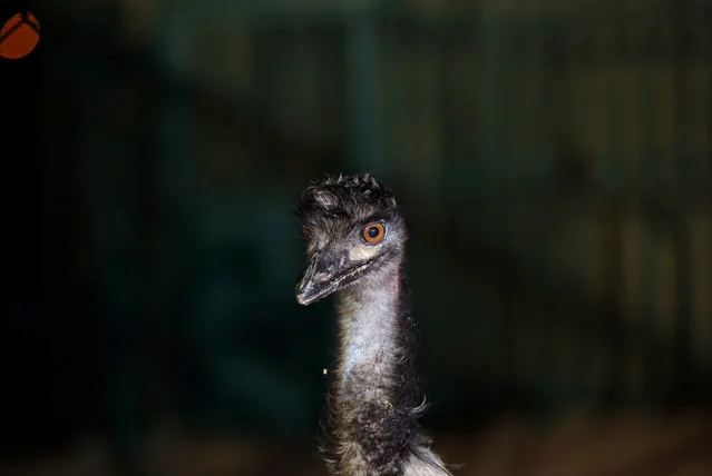 An ostrich which was taken out of Gaza by Four Paws International is pictured after arriving in Amman, Jordan, August 24, 2016. (Photo by Muhammad Hamed/Reuters)