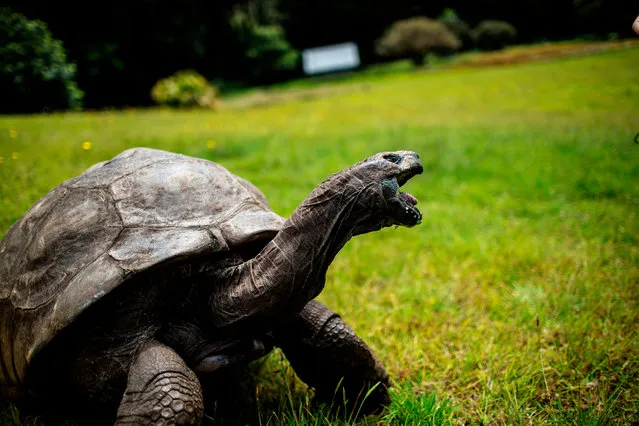 This file photo taken on October 20, 2017 shows Jonathan, a Seychelles giant tortoise, believed to be the oldest reptile living on earth with and alleged age of 185 years, crawling through the lawn of the Plantation House, the United Kingdom Governor official residence in Saint Helena, a British Overseas Territory in the South Atlantic Ocean. (Photo by Gianluigi Guercia/AFP Photo)