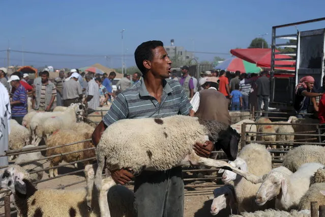 A Palestinian vendor carries sheep at a makeshift livestock market ahead of the Eid al-Adha festival in Deir El-Balah in the central Gaza Strip September 22, 2015. (Photo by Ibraheem Abu Mustafa/Reuters)