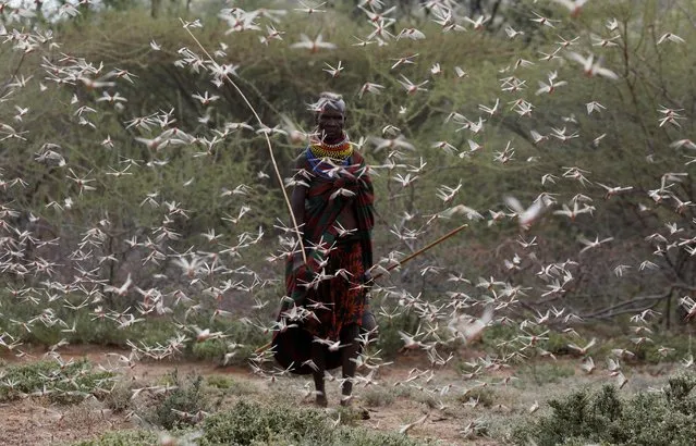 A woman from the Turkana tribe walks through a swarm of desert locusts at the village of Lorengippi near the town of Lodwar, Turkana county, Kenya, July 2, 2020. (Photo by Baz Ratner/Reuters)