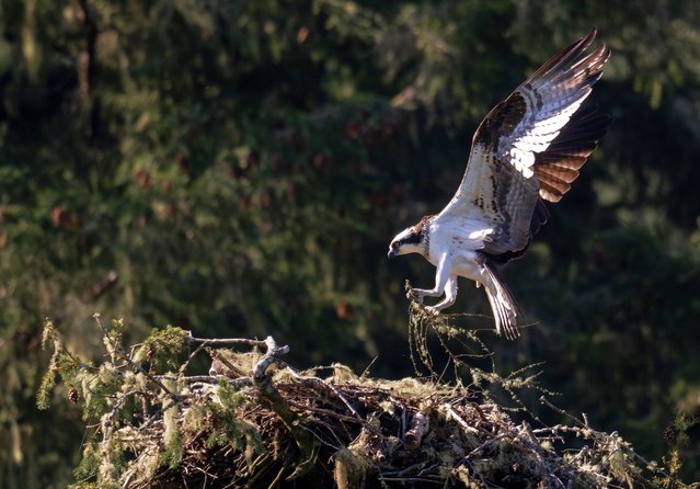 An osprey returns with nest-building material to its perch high in a Douglas fir tree along the Umpqua River near Elkton in southwestern Oregon on April 14, 2025. These fish-eating raptors build massive nests “often reused and added to year after year” that can reach over 10 feet deep and weigh hundreds of pounds. (Photo by Robin Loznak/ZUMA Press Wire/Rex Features/Shutterstock)