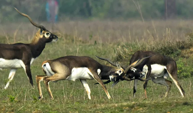 Indian blackbucks, also known as the Indian antelope, tussle in a field near Bhetnoi village in Ganjam District, in Odisha state, on December 25, 2017. (Photo by Asit Kumar/AFP Photo)