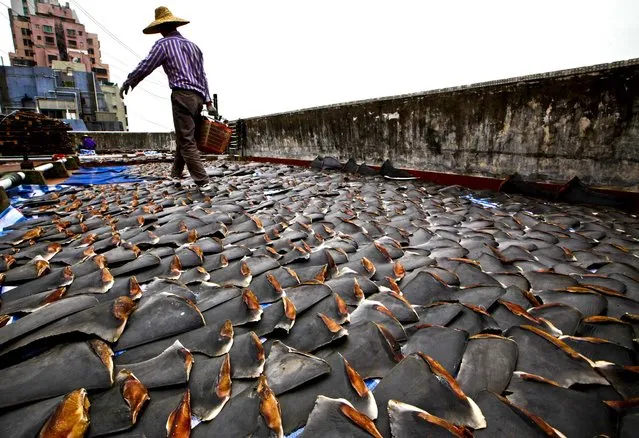 A worker collects pieces of shark fins dried on the roof of a factory building in Hong Kong, January 3, 2013. For centuries, shark fin, usually served as soup, has been a coveted delicacy in Chinese cooking, extolled for its supposed ability to boost sexual potency, enhance skin quality, increase one's energy, prevent heart diseases and lower cholesterol. (Photo by Kin Cheung/Associated Press)