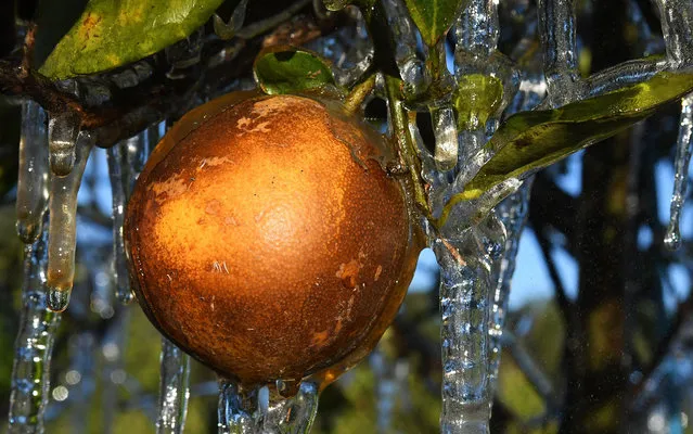 Icicles created by a sprinkler hang from an orange tree at Showcase of Citrus groves on December 24, 2022 in Clermont, Florida, United States. Below freezing temperatures forecast overnight for Christmas Eve and Christmas Day are giving Florida citrus growers another obstacle to overcome this season following two hurricanes that caused widespread damage. (Photo by Paul Hennessy/Anadolu Agency via Getty Images)