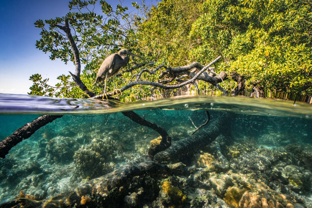 An underwater split shot of a heron perched above the water in a mangrove area in Raja Ampat, Indonesia. (Photo by Khaichuin Sim/Getty Images)