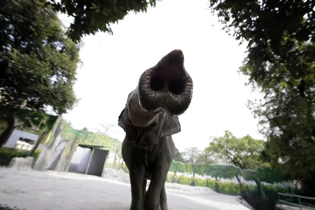 Maali the 38 year-old Asian elephant inside her enclosure at the Manila Zoo Philippines 05 February 2013. The supposed worsening condition of Mali, the 38-year-old Sri Lankan elephant, inside city-run zoo prompted the Philippine Congress which handles the House Committee on Natural Resources to approve a resolution supporting the immediate her transfer to Boon Lott's Elephant Sanctuary in Thailand. Several non-government organizations commend the House resolution. Various groups, on the other hand, are opposing the transfer, saying it will jeopardize the animal's condition more. Almost a year ago, Philippine President Benigno Aquino III ordered the Bureau of Animal Industry (BAI) to study if Mali is fit to be transferred to a sanctuary. Representatives of BAI, however, are having difficulties in extracting blood sample from the elephant. (Photo by Dennis M. Sabangan/EPA)