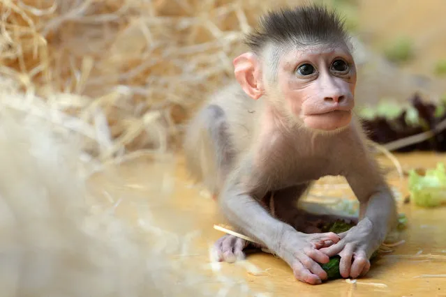 Drill monkey baby Pinto plays in the enclosure at the zoo Hellabrunn in Munich, southern Germany on July 22, 2015. The male monkey was born on June 24, 2015 at the zoo and is the third baby of 10 year-old Kaduna. (Photo by Christof Stache/AFP Photo)