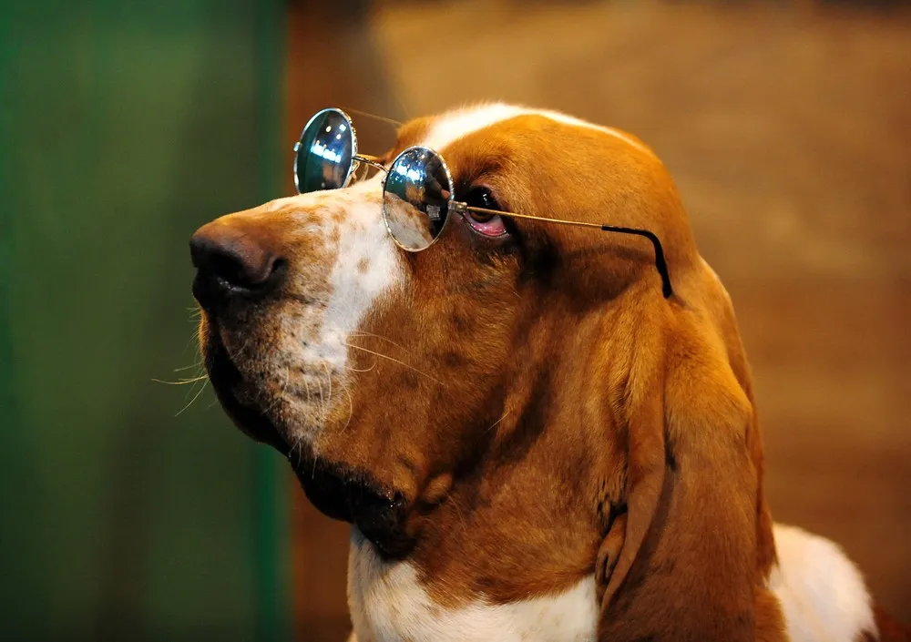 The Week in Pictures: Animals, March 4 – March 9 2013