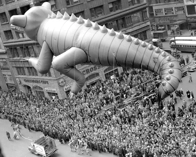 Huge helium-filled alligator is hauled through Times Square during Macy's Thanksgiving Day parade, an annual affair, 1949. The parade drew an estimated 2,000,000 spectators, including a host of notables.  (Photo by NY Daily News Archive via Getty Images)