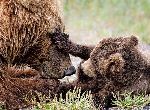 A brown bear plays with her three cubs in the Alaskan wilderness in the last decade of July 2025, taking a break from foraging to tumble with them in the grass. (Photo by Donna Feledichuk/Solent News & Photo Agency)