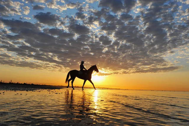 Who Shot Thebarman from the Chris Waller stable walks through the shallow waters during a trackwork session at Altona Beach on October 5, 2015 in Melbourne, Australia.  (Photo by Vince Caligiuri/Getty Images)