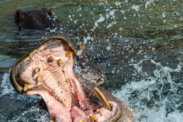 A hippo shows his teeth and large canine tusks. (Photo by Clement Philippe/Arterra Picture Library/Alamy Stock Photo)