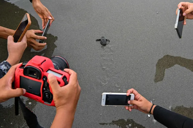 People take photographs of a green sea turtle hatchling after its release at Pekan Bada beach on the outskirts of Banda Aceh on March 14, 2023. (Photo by Chaideer Mahyuddin/AFP Photo)
