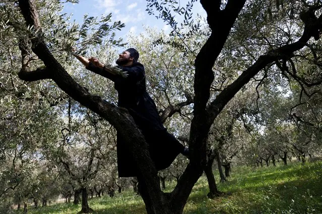 Brother Claudio, 27, picks an olive branch at Greek Abbey of Saint Nilus, which hosts Italy's last ten Basilian monks of the Greek rite, in Grottaferrata, Italy, November 24, 2020. (Photo by Guglielmo Mangiapane/Reuters)