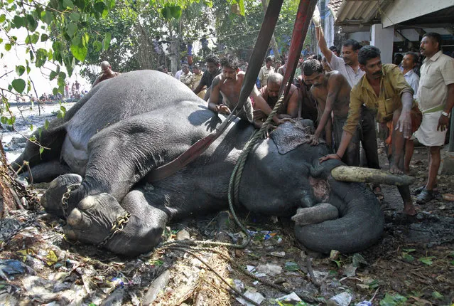A vet administer glucose to an elephant named Ayyappan after it was rescued from a marshland on the banks of the Vembanad Lake, on the outskirts of the southern Indian city of Kochi February 6, 2014. (Photo by Sivaram V/Reuters)
