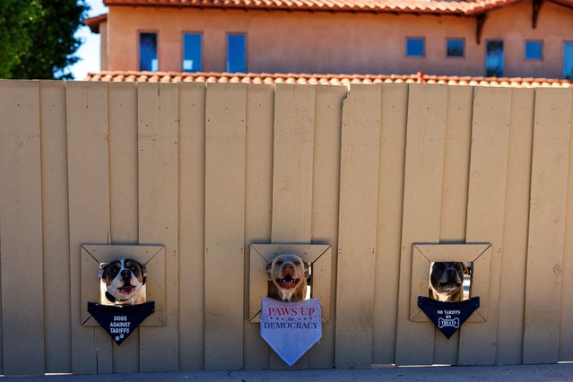 Dogs Buddy, Penny and Honey wait for the mailman from windows cut through a fence at their owners home in Encinitas, California, U.S. October 20, 2025. (Photo by Mike Blake/Reuters)