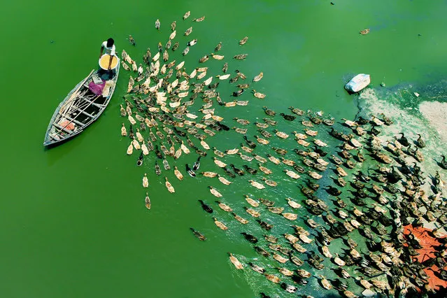 That’s quackers! These overhead photographs of hundreds of ducks following their leader down a river in Bangladesh are truly mesmerizing. (Photo by Rafeur Rahman/Caters News Agency)