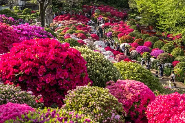 People visit an azalea field at Nezu Shrine in Bunkyo district of Tokyo on April 11, 2023 as part of the shrine's azalea festival which runs until April 30. (Photo by Philip Fong/AFP Photo)