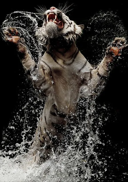 A White Bengal Tiger By Birte Person