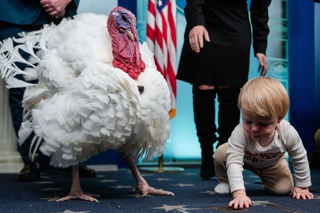 Nicholas, the son of White House press secretary Karoline Leavitt, crouches next to Waddle the turkey inside the White House press briefing room in Washington, DC, on Tuesday, November 25, 2025. Waddle was one of the two turkeys pardoned by President Donald Trump as part of an annual Thanksgiving tradition. (Photo by Julia Demaree Nikhinson/AP Photo)