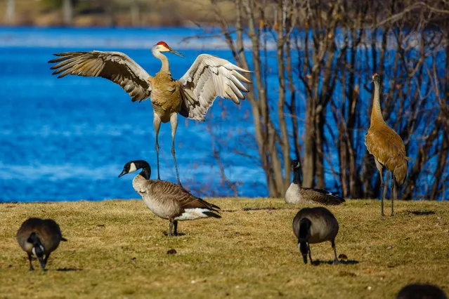 Two sandhill cranes perform a mating dance among Canada geese in Rookery View Park, Wausau, Wisconsin, US. (Photo by Michael Tatman/Alamy Stock Photo)