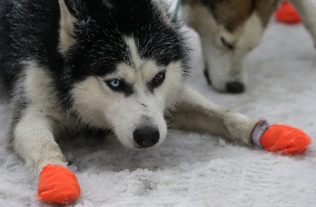 Dogs rest during the Sedivackuv Long dog sled race in Destne v Orlickych horach January 23, 2015. Each year, racers from all over Europe arrive at the village of Destne in the Orlicke mountains in Czech Republic to take part in the race. (Photo by David W. Cerny/Reuters)