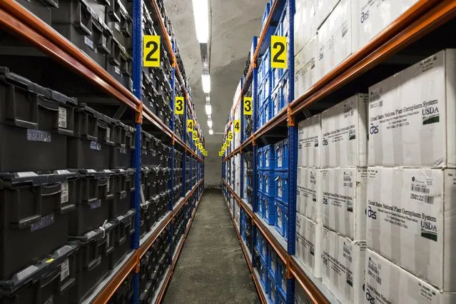 Seeds are stored on shelves at the international gene bank Svalbard Global Seed Vault (SGSV) near Longyearbyen on Spitsbergen, Norway, October 20, 2015. Each country that sends seeds to the SGSV have to send it in a plastic box with seperate aluminium bags containing different seeds. (Photo by Anna Filipova/Reuters)