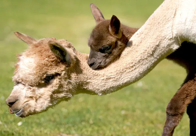 New born alpaca Sir Steveo, who has been named after one of his keepers, ventures outside in the Pets Farm area of Blair Drummond Safari Park near Stirling, UK on Thursday, June 15, 2023. Sir Steveo was born to mum Phantom on the 5th of June and named after keeper Steven Campbell . (Photo by Andrew Milligan/PA Images via Getty Images)