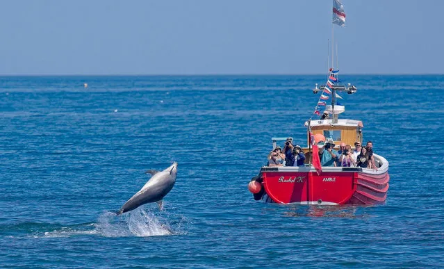 A pod of dolphins leapt into the air just off the coast of Amble, Northumberland, UK to the delight of tourists on a boat trip on June 16, 2023. (Photo by Linda Johnson/South West News Service)