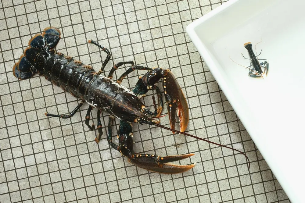 Scientists Release Lobsters to Repopulate Former Habitat
