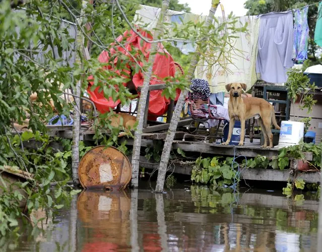 A stranded dog is seen on flood-affected home in Asuncion, December 27, 2015. (Photo by Jorge Adorno/Reuters)