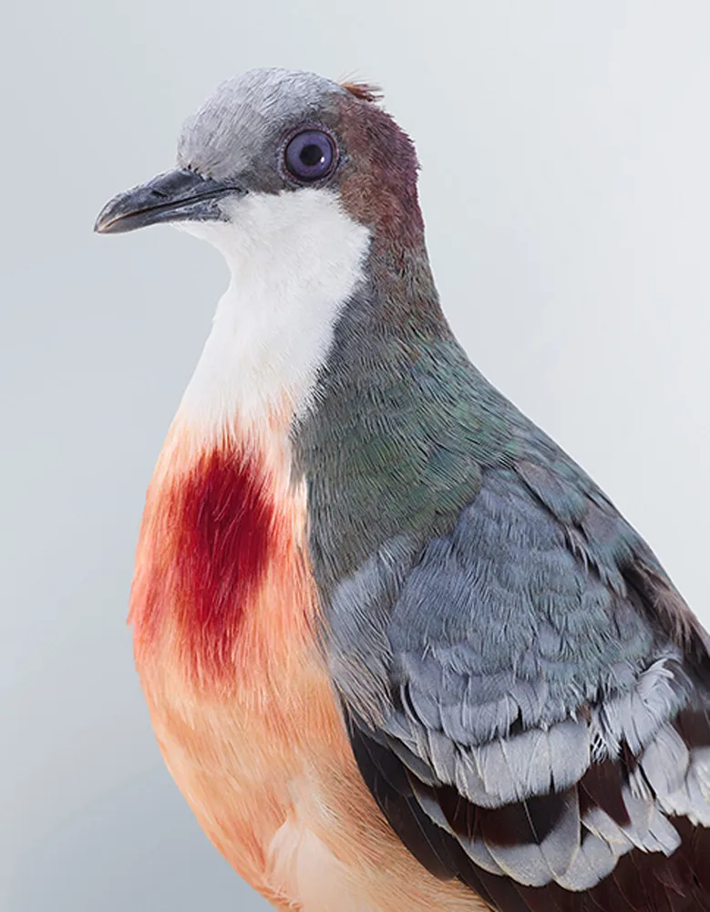 Rare Colorful Pigeons