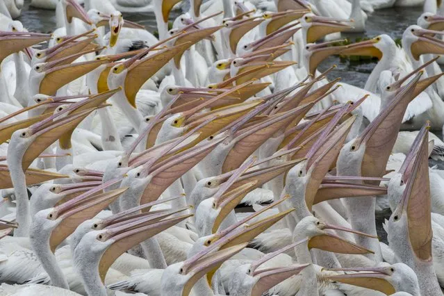 American white pelicans (Pelecanus erythrorhynchos) are seen in the waters of Lake Chapala in Cojumatlan de Regules, Michoacan State, Mexico, on January 4, 2016. (Photo by Hector Guerrero/AFP Photo)