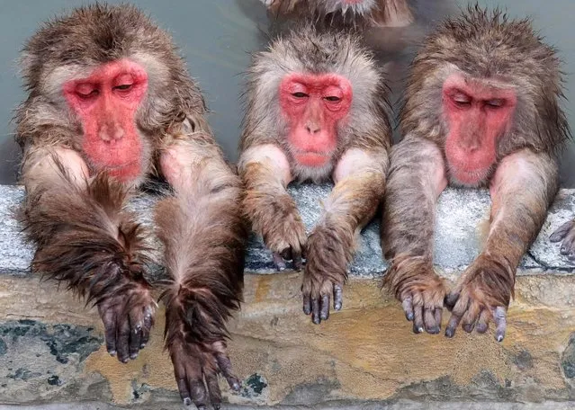 Japanese macaques are relaxed in an outdoor hot spring bath at Hakodate Tropical Botanical Garden on December 1, 2016 in Hakodate, Hokkaido, Japan. (Photo by The Asahi Shimbun via Getty Images)