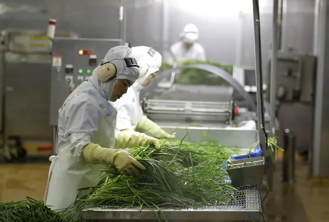 In this July 18, 2018, photo, workers inspect chives before they go into Bibigo dumplings at an automated factory of CJ CheilJedang Corp. in Incheon, South Korea. South Korea’s largest food company is making a multimillion-dollar bet on “mandu,” developing its own machines to automate the normally labor-intensive production of the Korean dumpling and building factories around the world. (Photo by Lee Jin-man/AP Photo)
