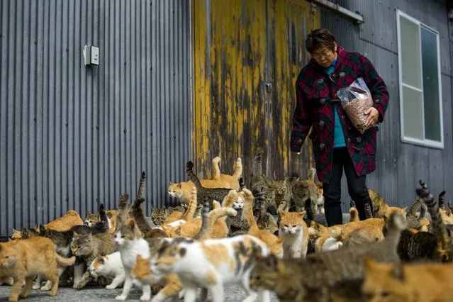 Cats crowd around village nurse and Ozu city official Atsuko Ogata as she carries a bag of cat food to the designated feeding place on Aoshima Island in Ehime prefecture in southern Japan February 25, 2015.  An army of cats rules the remote island in southern Japan, curling up in abandoned houses or strutting about in a fishing village that is overrun with felines outnumbering humans six to one. Picture taken February 25, 2015. REUTERS/Thomas Peter 