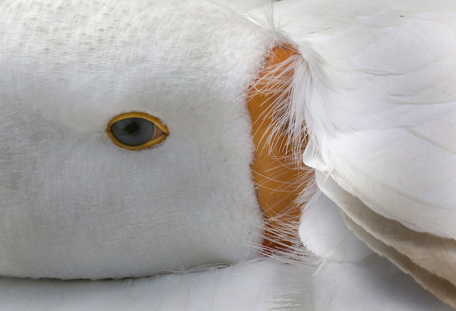 An Indian white duck resting with its beak inside her feathers during a sunny but a cold day at a public garden in New Delhi, India, 21 January 2016. (Photo by Harish Tyagi/EPA)