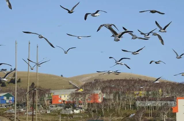 Seagulls fly above Krabozavodskoye settlement on the Island of Shikotan, one of four islands known as the Southern Kuriles in Russia and the Northern Territories in Japan, December 19, 2016. (Photo by Yuri Maltsev/Reuters)