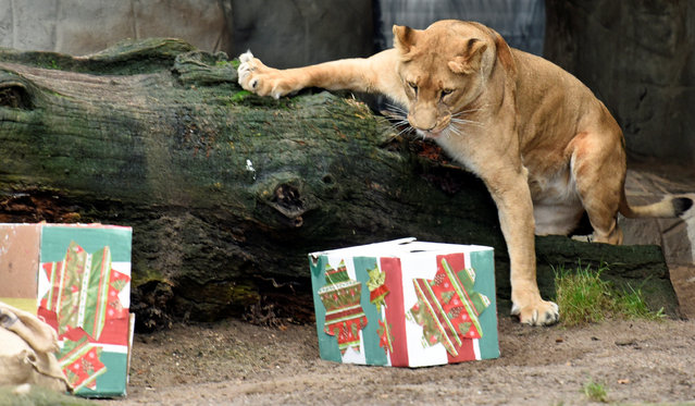 A lioness opens up Christmas presents in her enclosure in Hagenbeck's zoo in Hamburg, Germany December 23, 2016. (Photo by Fabian Bimmer/Reuters)
