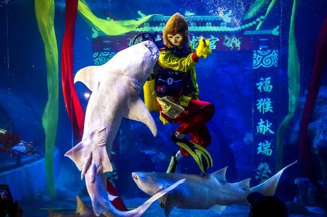 In this Tuesday, February 2, 2016 photo, a diver in Monkey King costume, performs with sharks at an aquarium in Fuzhou in southeast China's Fujian province. Chinese will celebrate the Lunar New Year on Feb. 8 this year which marks the Year of Monkey on the Chinese zodiac. (Photo by Chinatopix via AP Photo)