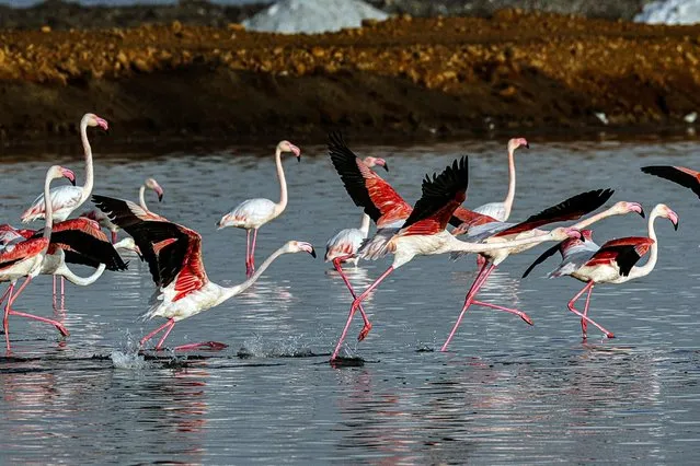 Wintering flamingoes are pictured at a nature reserve in Port Fouad, Port Said Governorate, Egypt on November 8, 2023. (Photo by Xinhua News Agency/Rex Features/Shutterstock)