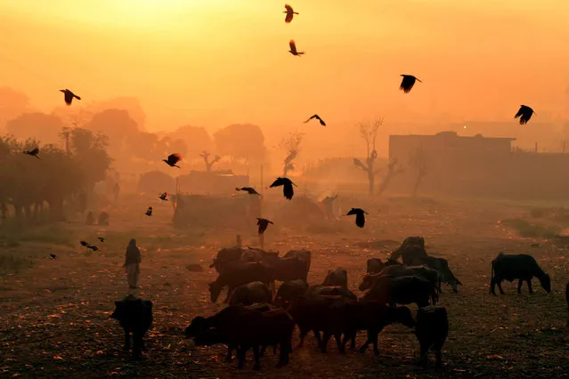 Crows fly past buffaloes at sunrise on the outskirts of Lahore on November 28, 2013. (Photo by Arif Ali/AFP Photo)