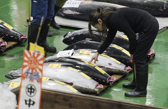 A prospective buyer inspects the quality of a fresh tuna before the first auction of the year at the newly opened Toyosu Market, new site of Tokyo's fish market, in Tokyo Saturday, January 5, 2019. (Photo by Eugene Hoshiko/AP Photo)