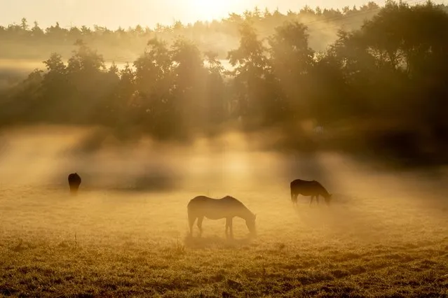 Young Icelandic mares graze on a meadow in Wehrheim near Frankfurt, Germany, on a foggy Tuesday, September 26, 2023. (Photo by Michael Probst/AP Photo)