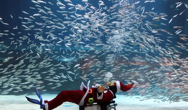 A diver dressed in a Santa Claus costume performs with sardines at the Coex Aquarium in Seoul, South Korea, Tuesday, December 10, 2013. Christmas is one of the biggest holidays in South Korea, where over half of the population are Christians. (Photo by Ahn Young-joon/AP Photo)