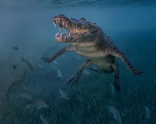 Novice DSLR, 2nd Place. “Smile of a Friend”, American Crocodile (Crocodylus acutus) in Jucaro, Cuba. (Photo by Antonio Pastrana/The Ocean Art 2018 Underwater Photography Competition)